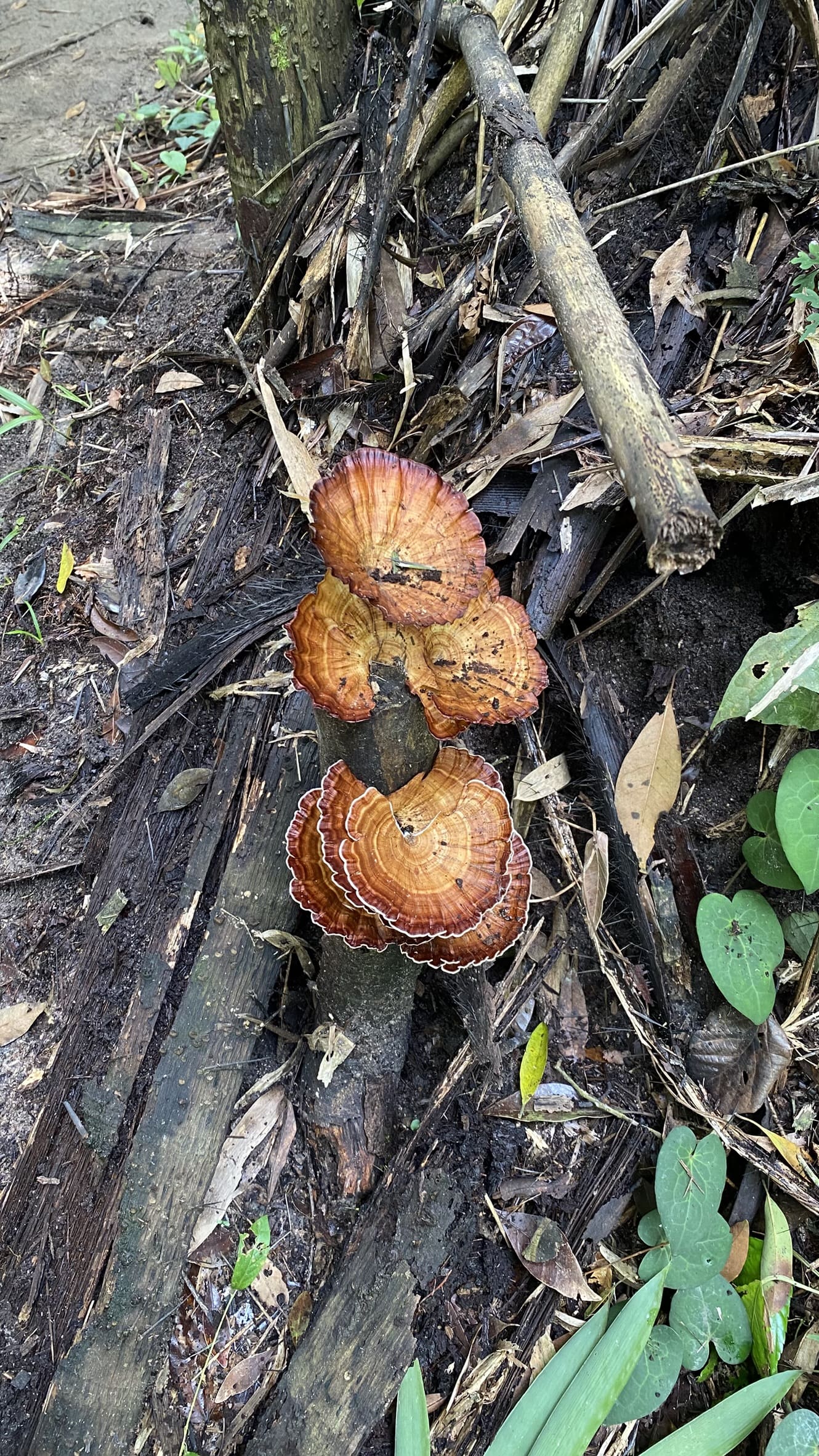 kinh nghiệm trekking núi Dinh